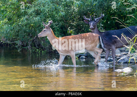 Damwild Abkühlung Fluss Elwy, North Wales Stockfoto