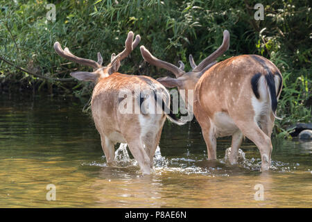 Damwild Abkühlung Fluss Elwy, North Wales Stockfoto