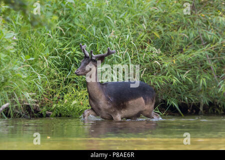 Damwild Abkühlung Fluss Elwy, North Wales Stockfoto