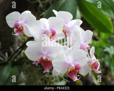 Schöne Blumen mit zarten weißen Blüten und Kleine rosa Blumen rund um den Stempel. Es sieht sehr frisch und originell. . Für ihr Design Stockfoto