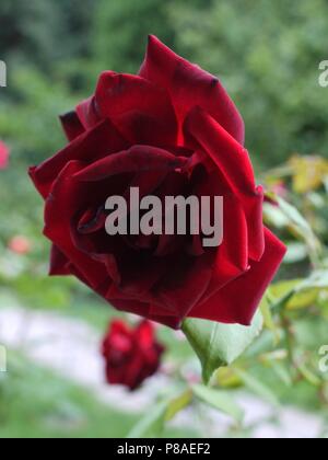 Dark Red velvet Rose auf einem verschwommenen Hintergrund von Grün und anderen Rosen. Für ihr Design Stockfoto