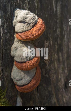 3 orange-gestreiften Pilze wachsen auf einem Holz. Stockfoto