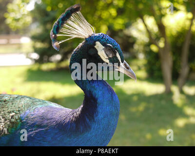 Schöner Blauer Pfau mit knallt auf den Kopf in der Sonne die Augen geschmiert. Für ihr Design Stockfoto