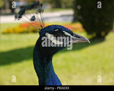 Schönen blauen Pfau mit Bangs auf seinem Kopf sieht aus großen Augen in die Augen. Für ihr Design Stockfoto