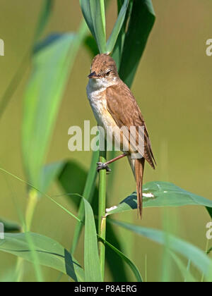 Great reed Warbler thront auf Reed Stockfoto