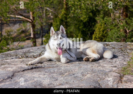 Schöne malamute Hund liegend auf Rock im Herbst Wald, Karelien Stockfoto