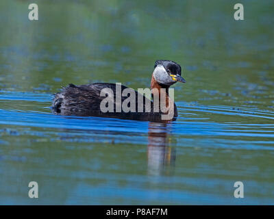 Red-necked grebe Schwimmen Stockfoto
