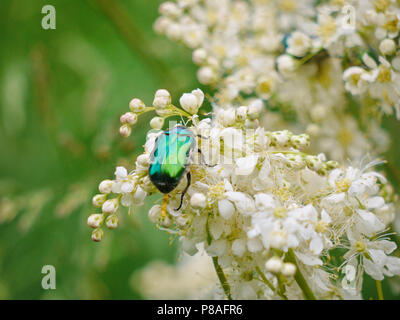 Eine schwarze Käfer mit einem grünen Farbton spart Pollen auf kleinen weißen Blüten. Für ihr Design Stockfoto