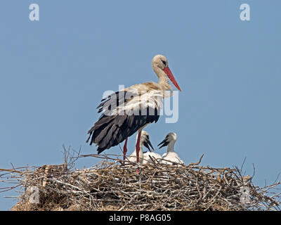 Weißstorch auf Nest mit Küken Stockfoto