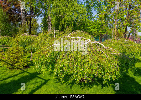 Dekorative Birke mit der Bildung einer Krone, die in den Park über das grüne Gras. Für ihr Design Stockfoto