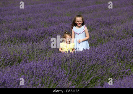 Allgemeine Ansichten des Lordington Lavendelfelder in West Sussex, UK. Stockfoto