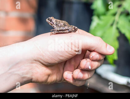 Schlankes, rötlich-braunen Moorfrosch (Rana arvalis) sitzen auf die Hand eines Mannes. Diese semiaquatic Amphibian ist ein Mitglied der Familie Ranidae, oder echte Frösche. Stockfoto