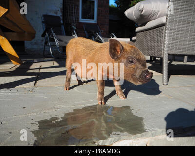 Micro Schwein in einem Haushalt einstellen Stockfoto