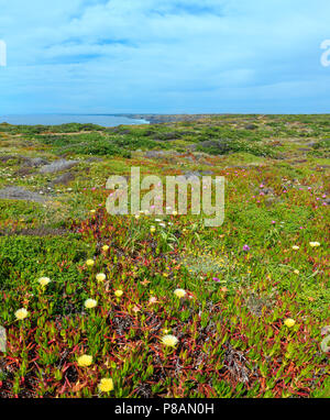 Im Sommer blühende Küste mit Khoi Blumen (bekannt als Pigface, Ice-Werk). Stockfoto