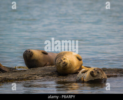 Seehunde (Phoca vitunlina) Haul auf Felsen entlang der Fluss Damariscotta, Maine, an einem sonnigen Nachmittag Stockfoto