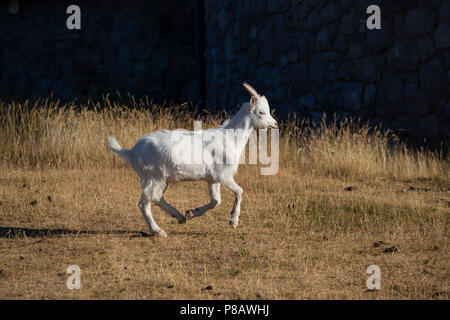 Junge Great Orme Kaschmir Capra Ziege Markhor Trab auf den oberen Hängen des Great Orme Landspitze in Llandudno, Wales Stockfoto