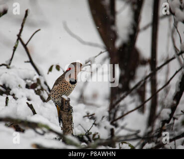 Eine weibliche Norther flimmern Specht Sitzstangen auf ein Glied in verschneiten Wäldern. Stockfoto