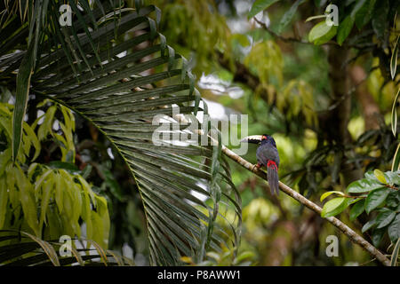 Eine bunte Toucan namens "Collared aracari" (Pteroglossus torquatus) sitzt auf einem Zweig in der sehr dichten, grünen Dschungel Mittelamerikas. Stockfoto