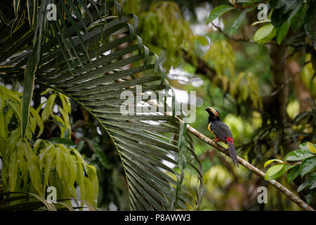 Eine bunte Toucan namens "Collared aracari" (Pteroglossus torquatus) sitzt auf einem Zweig in der sehr dichten, grünen Dschungel Mittelamerikas. Stockfoto