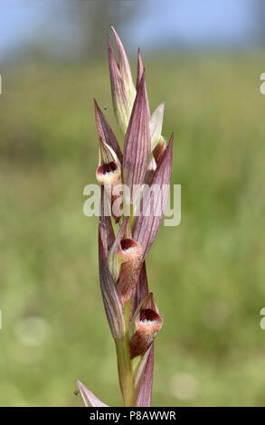 Pflugschar oder lange Lippen Zunge Orchidee - Serapias vomeracea Stockfoto