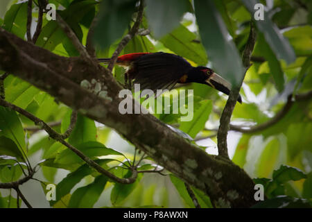 Ein bunter Tukan namens „Collared aracari“ (Pteroglossus torquatus) fliegt durch den sehr dichten, grünen Dschungel Mittelamerikas Stockfoto