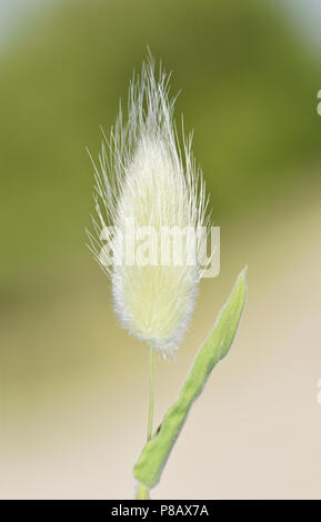 Hare-tail Gras - Lagurus ovatus Stockfoto