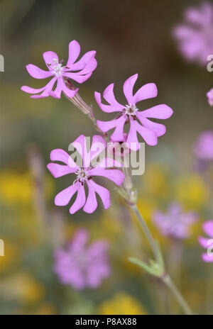 Rosa Catchfly - Silene colorata Stockfoto