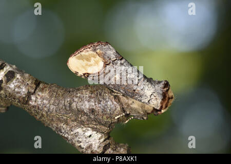 Buff-Tip - Phalera bucephala Stockfoto