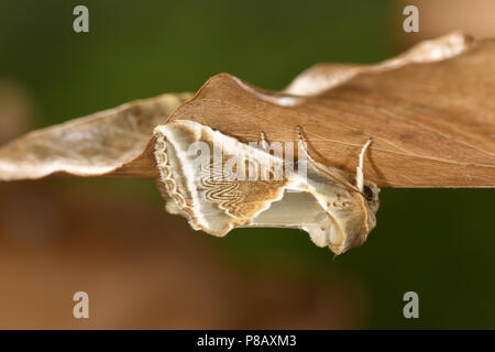 Buff Bögen - Habrosyne pyritoides Stockfoto