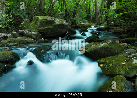 Schönen Wasserfall im Wald, Sommer, lange Belichtung Stockfoto