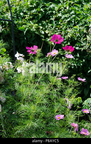 Rosa Cosmos Blumen im Garten Stockfoto