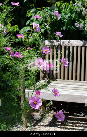 Rosa Cosmos Blumen im Garten Stockfoto