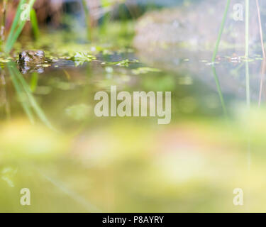 Grasfrosch (Rana temporaria) Jagd im Gartenteich, Cheshire, UK. Eine gemeinsame Arten oft mit Teichen in Großbritannien und Europa verbunden. Stockfoto