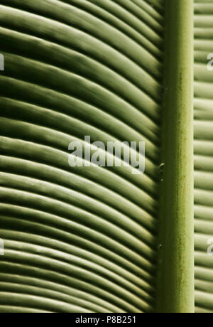 Enorme grün Blatt des Baums ist ein Reisender - ravenala madagascariensis beleuchtet durch die Sonne, hoher Kontrast, grafische Wirkung, vertikale Zusammensetzung Stockfoto