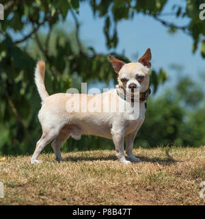 Chihuahua glatt beschichtet Stockfoto