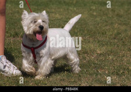 Portrait von West Highland White Terrier Hund im Gras Stockfoto