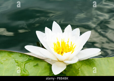In der Nähe von White Lilly auf See mit grünen Blättern Stockfoto