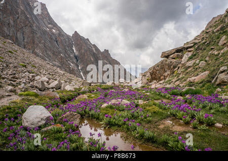 Blick auf Wiese mit Steinen und Blumen gegen Strom am Fuße des Felsen, Ala Archa Nationalpark, Kirgisistan Stockfoto