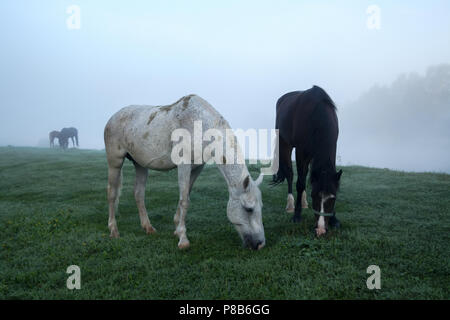 Schöne Pferde grasen auf der grünen Weide im Altai, Russland Stockfoto