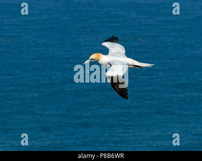 Gannett Phoca vitulina im Flug Bempton East Yorkshire Nordsee England Stockfoto