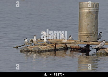 Whiskered Tern (Chlidonias hybrida hybrida) Gruppe von Migranten auf floss in Shrimp Farm Western Taiwan April Stockfoto