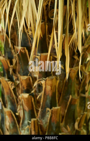 Nahaufnahme der Sabal Mexicana, auch als Rio Grande Palmetto, mexikanische Palmetto bekannt, Texas Palmetto, Texas Sabal Palm, palmmetto Kohl Stockfoto