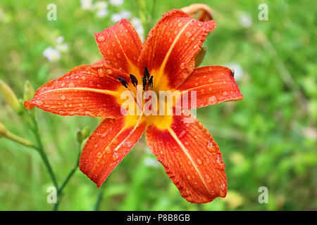 Tiger Lily mit Wassertropfen nach dem Regen Stockfoto