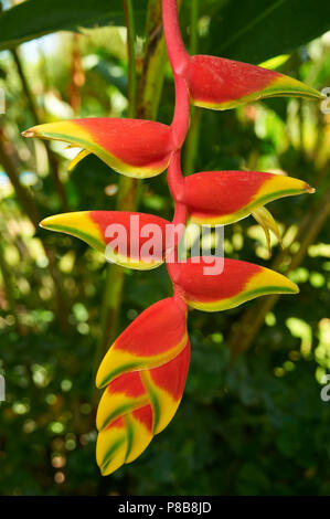 Nahaufnahme der Heliconia blühende Pflanze, auch genannt Hummer - Klauen, toucan Peak, wilden Bananen oder falsch Bird-of-Paradies Stockfoto