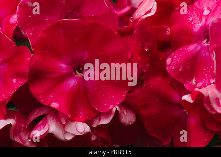 Sommerblumen, rosa Phlox, die auf einem Blumenbett wachsen. Stockfoto