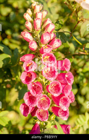 Fingerhut Pflanze, die in den wilden Hecke Stockfoto