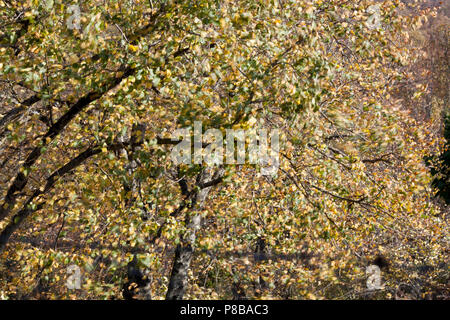 Herbstwind durch Bäume in St. Martial, Varen, Frankreich mit einer langen Verschlusszeit die Bewegung der Blätter in der Sonne zu zeigen Stockfoto