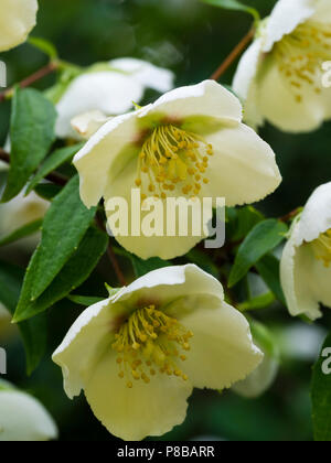 Mittsommer duftenden weißen Blüten der Hälfte - winterhart Mexikanische mock orange Strauch, Cornus alba 'Sibirica mexicanus'Rose Syringa' Stockfoto