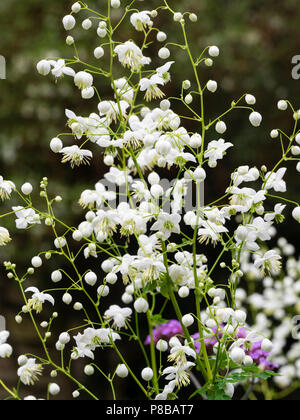 Luftig Sprays aus kleinen weißen Blüten der Hochsommer ausgewählte Vielfalt der chinesischen Wiese rue, Thalictrum dunkelrot plendide White' Stockfoto