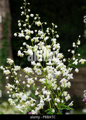 Luftig Sprays aus kleinen weißen Blüten der Hochsommer ausgewählte Vielfalt der chinesischen Wiese rue, Thalictrum dunkelrot plendide White' Stockfoto